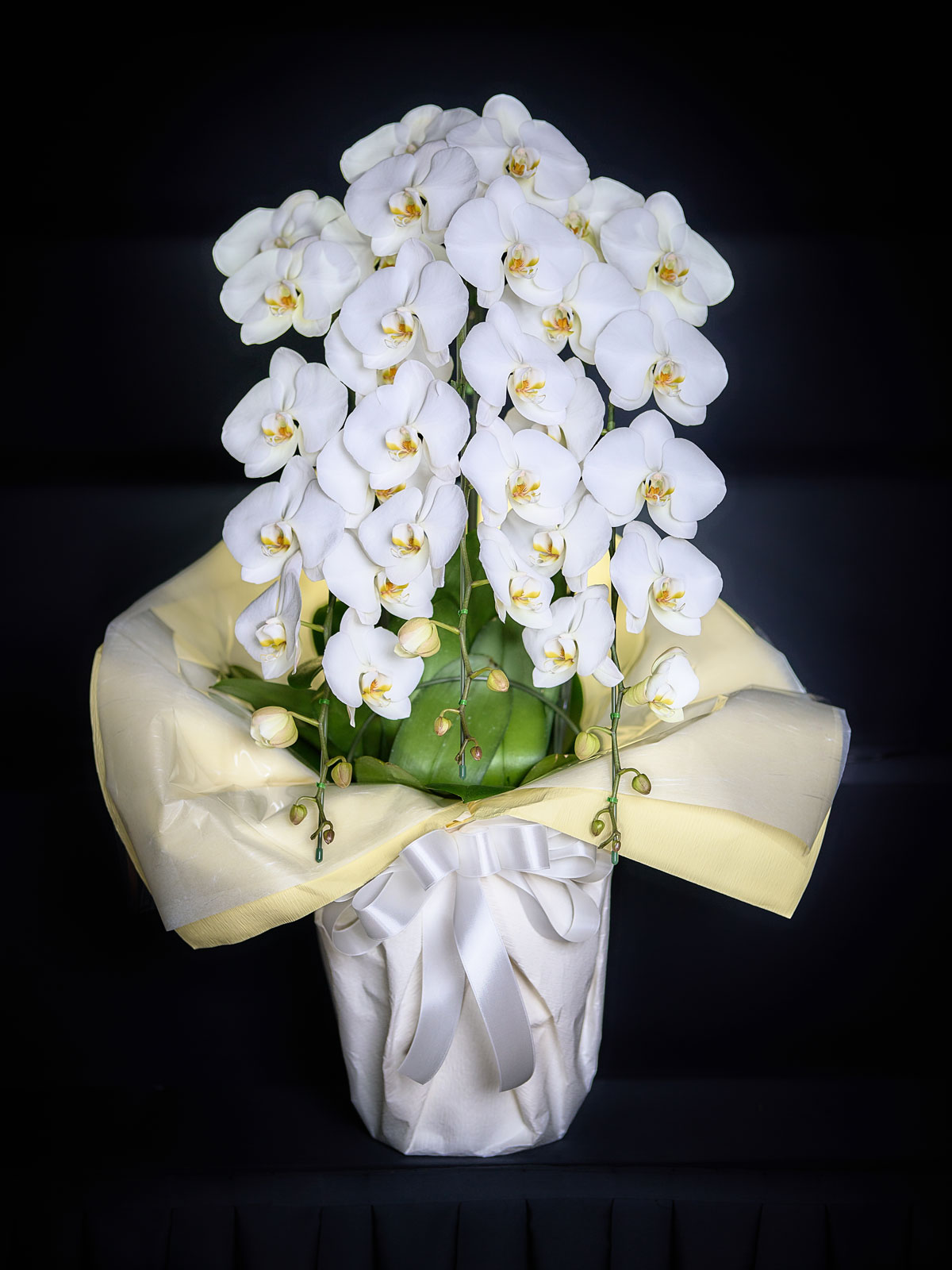 仙台市の花さいだんが提供している胡蝶蘭の写真