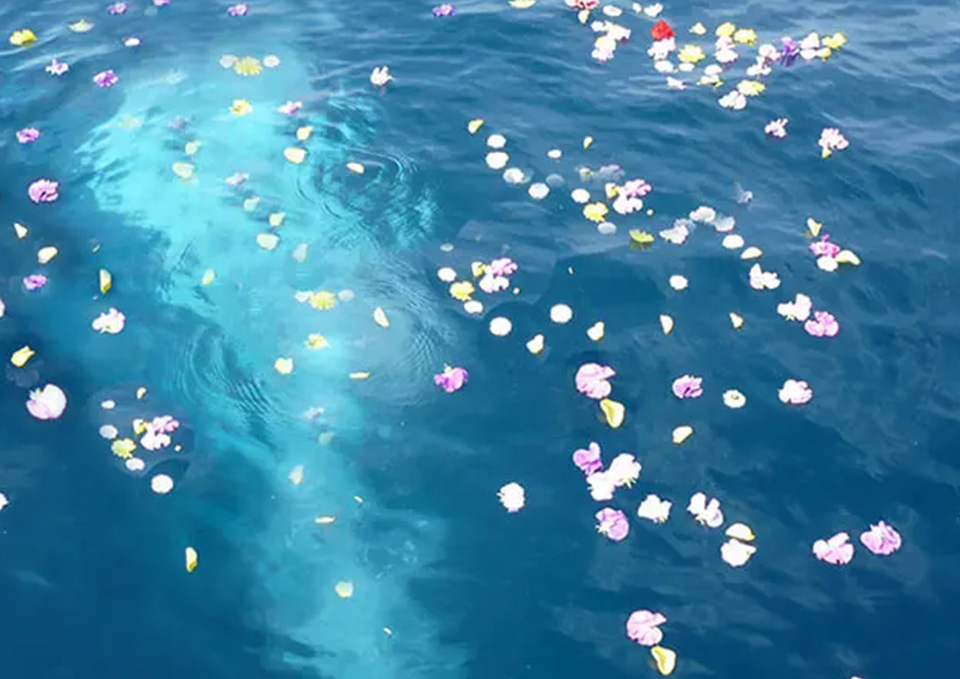 仙台市の花さいだんで花と共に海洋散骨をしている画像